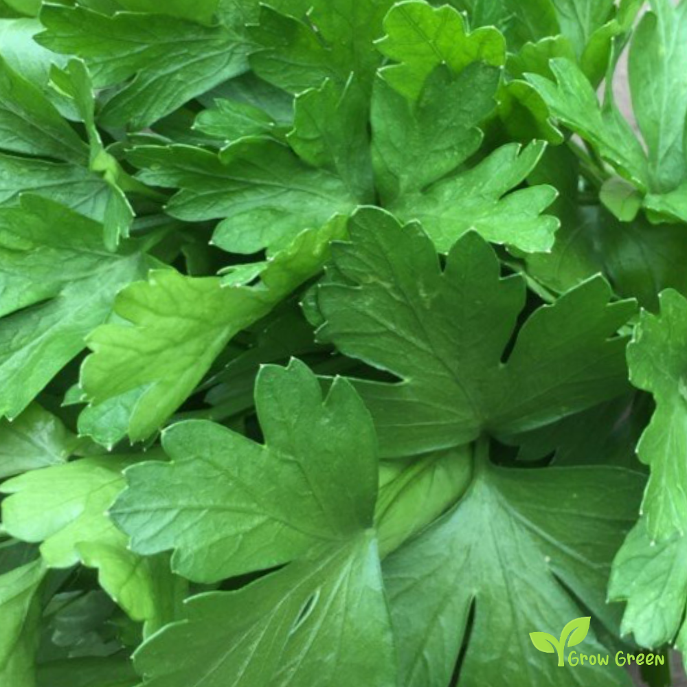 100 seeds of Parsley - PETROSELINUM CRISPUM + Gift 5 seeds Sunflower