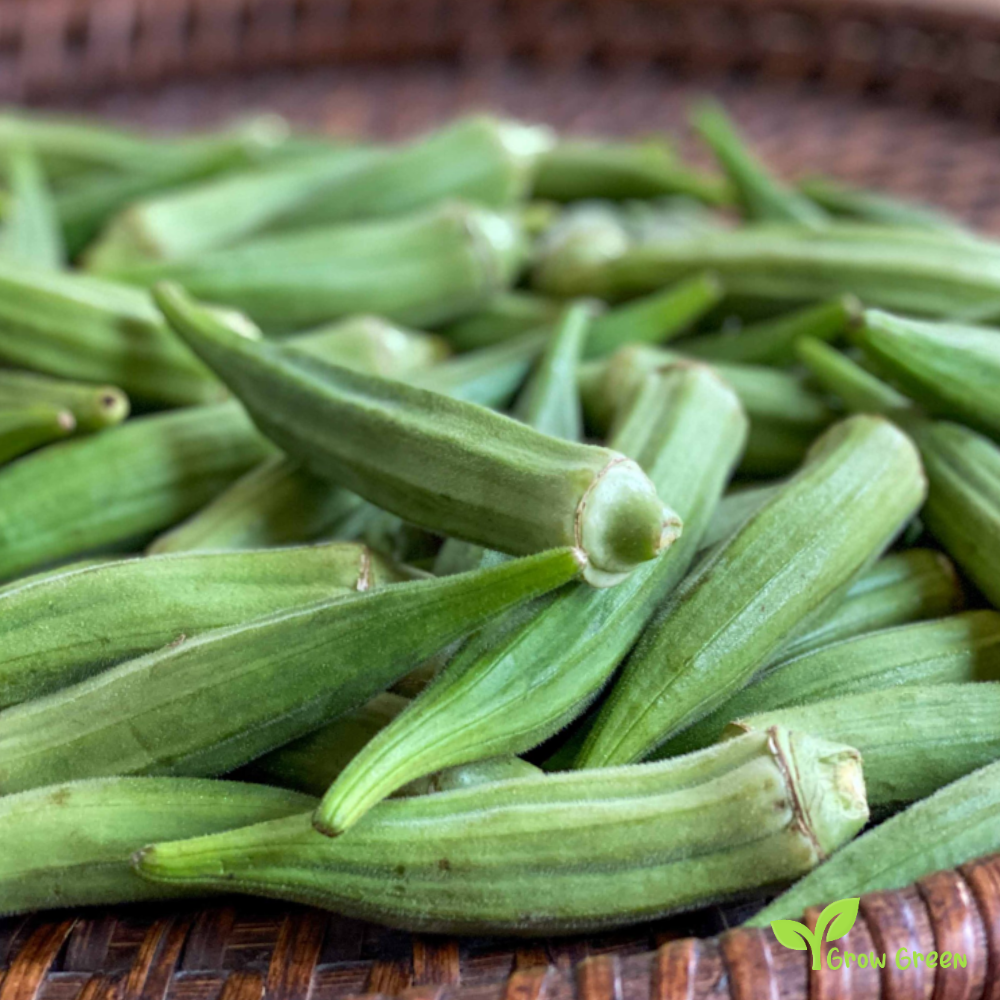 5 seeds of Okra - ABELMOSCHUS ESCULENTUS - Okro + Gift 5 seeds Sunflower