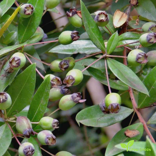 5 seeds of Myrtle - MYRTUS COMMUNIS + Gift 5 seeds Sunflower