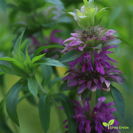 30 seeds of Lemon Beebalm MONARDA CITRIODORA - Lemon Mint + Gift 5 seeds Sunflower