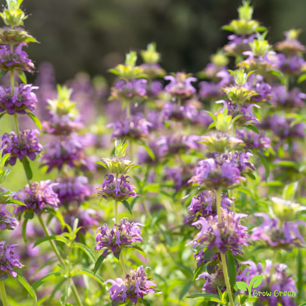 30 seeds of Lemon Beebalm MONARDA CITRIODORA - Lemon Mint + Gift 5 seeds Sunflower