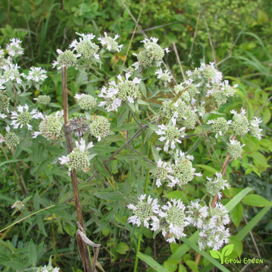 20 seeds of Hairy Mountain Mint - PYCNANTHEMUM PILOSUM + Gift 5 seeds Sunflower