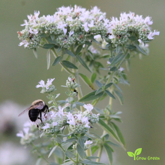 20 seeds of Hairy Mountain Mint - PYCNANTHEMUM PILOSUM + Gift 5 seeds Sunflower