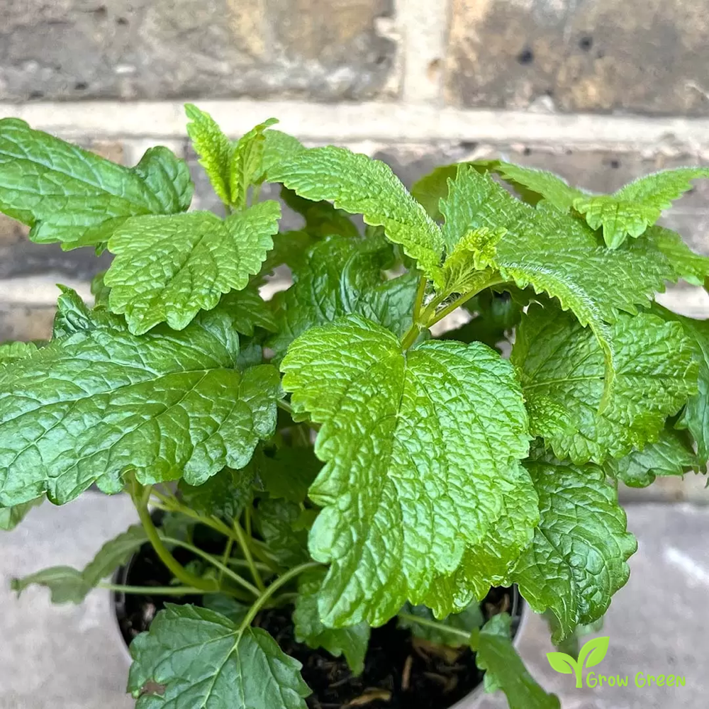 30 seeds of Lemon Balm - MELISSA OFFICINALIS - Balm Mint  + Gift 5 seeds Sunflower