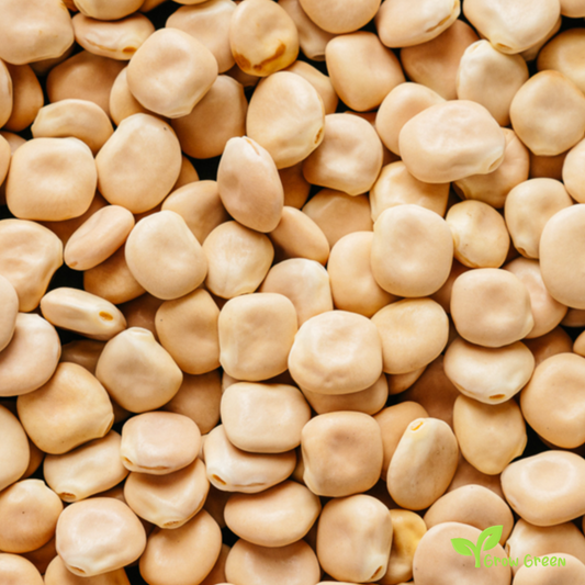 50 seeds of Lupin - LUPINUS - Lupine + Gift 5 seeds Sunflower