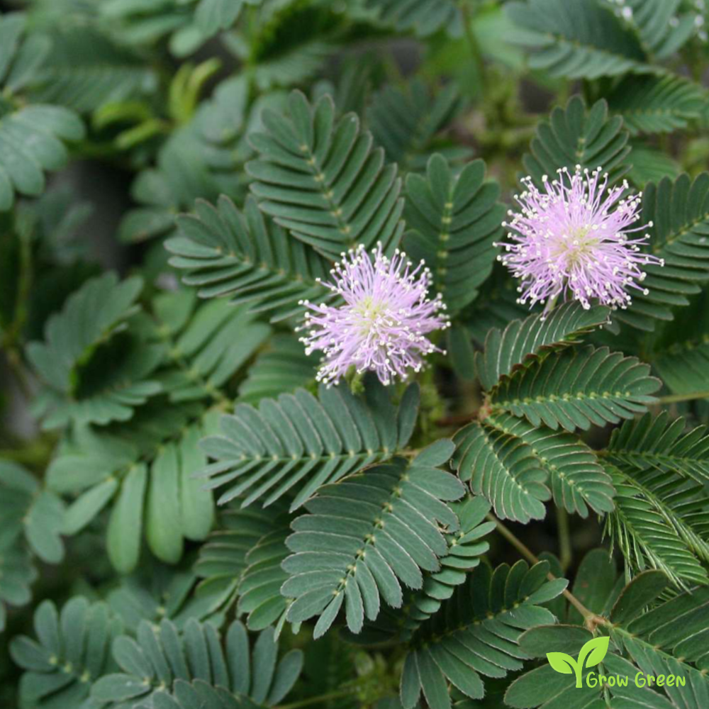 5 seeds of Shameplant - MIMOSA PUDICA - Sensitive Plant + Gift 5 seeds Sunflower