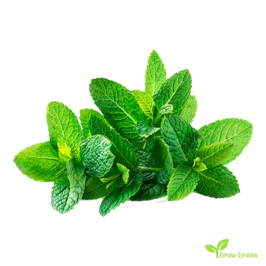 50 seeds of Spearmint - MENTHA SPICATA - Common Mint + Gift 5 seeds Sunflower