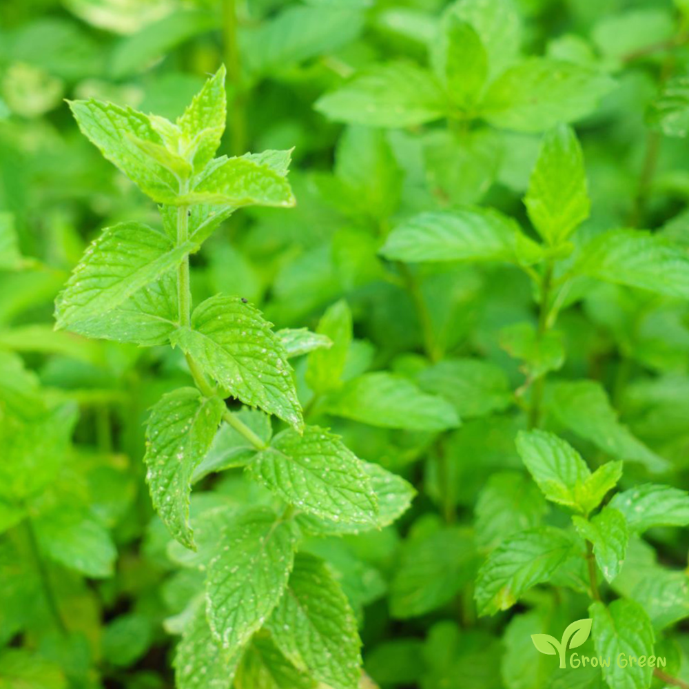 50 seeds of Spearmint - MENTHA SPICATA - Common Mint + Gift 5 seeds Sunflower