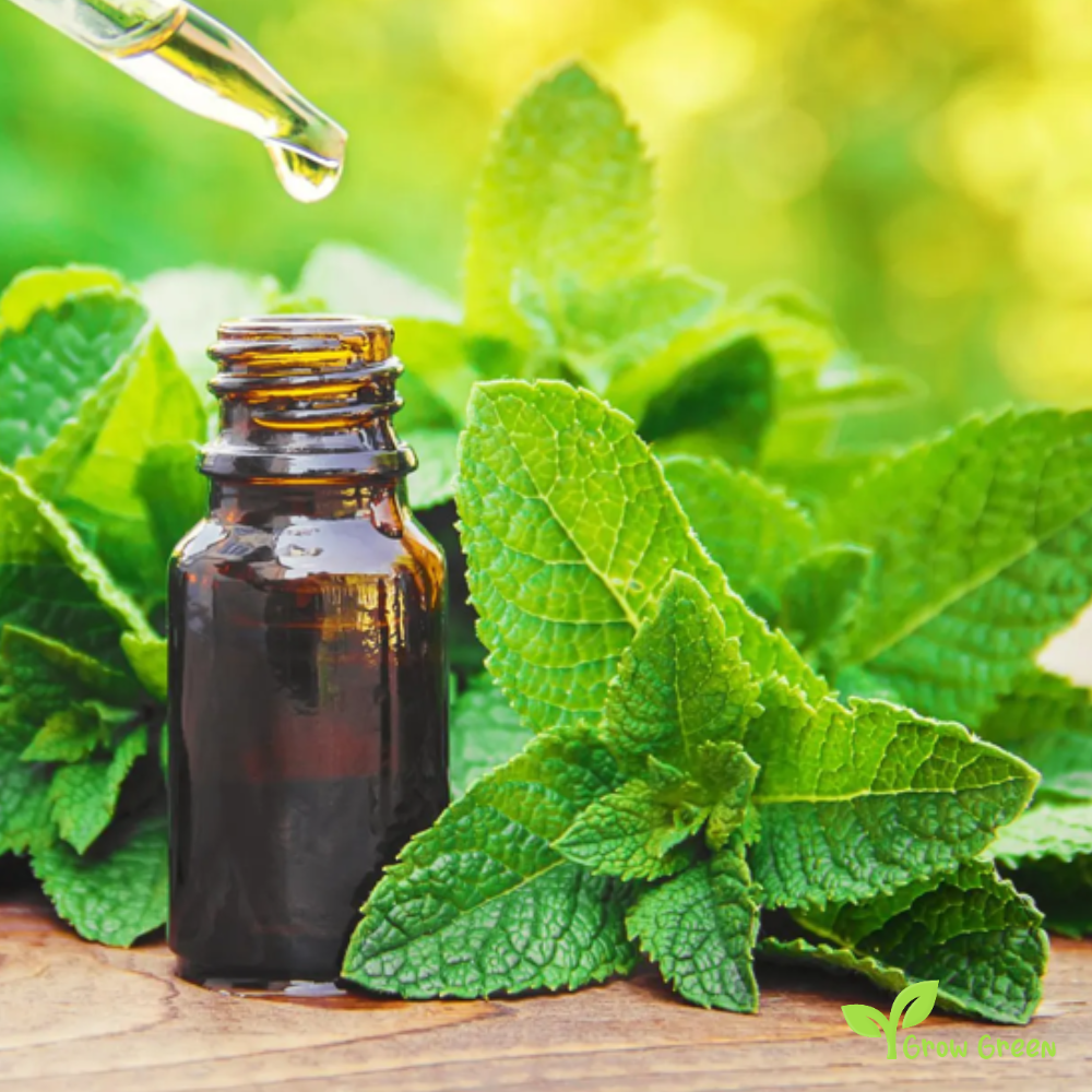 50 seeds of Peppermint - MENTHA PIPERITA + Gift 5 seeds Sunflower