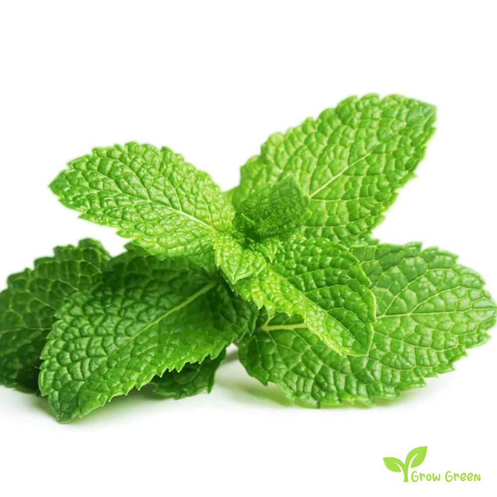 50 seeds of Peppermint - MENTHA PIPERITA + Gift 5 seeds Sunflower