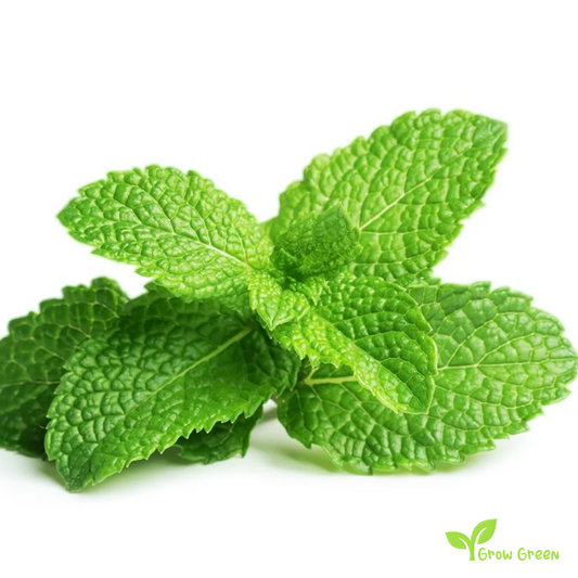 50 seeds of Peppermint - MENTHA PIPERITA + Gift 5 seeds Sunflower