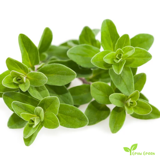 50 seeds of Marjoram - ORIGANUM MAJORANA - Oregano + Gift 5 seeds Sunflower