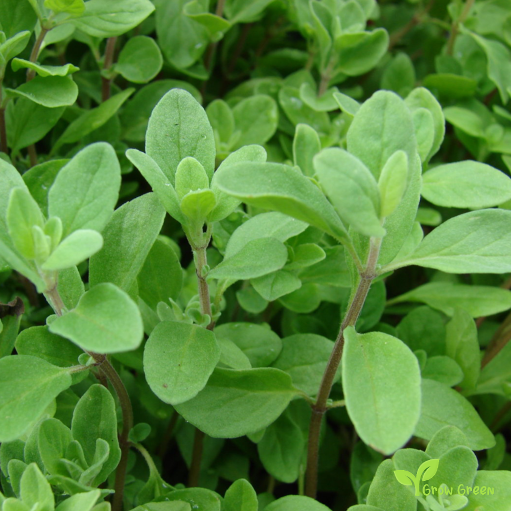 50 seeds of Marjoram - ORIGANUM MAJORANA - Oregano + Gift 5 seeds Sunflower