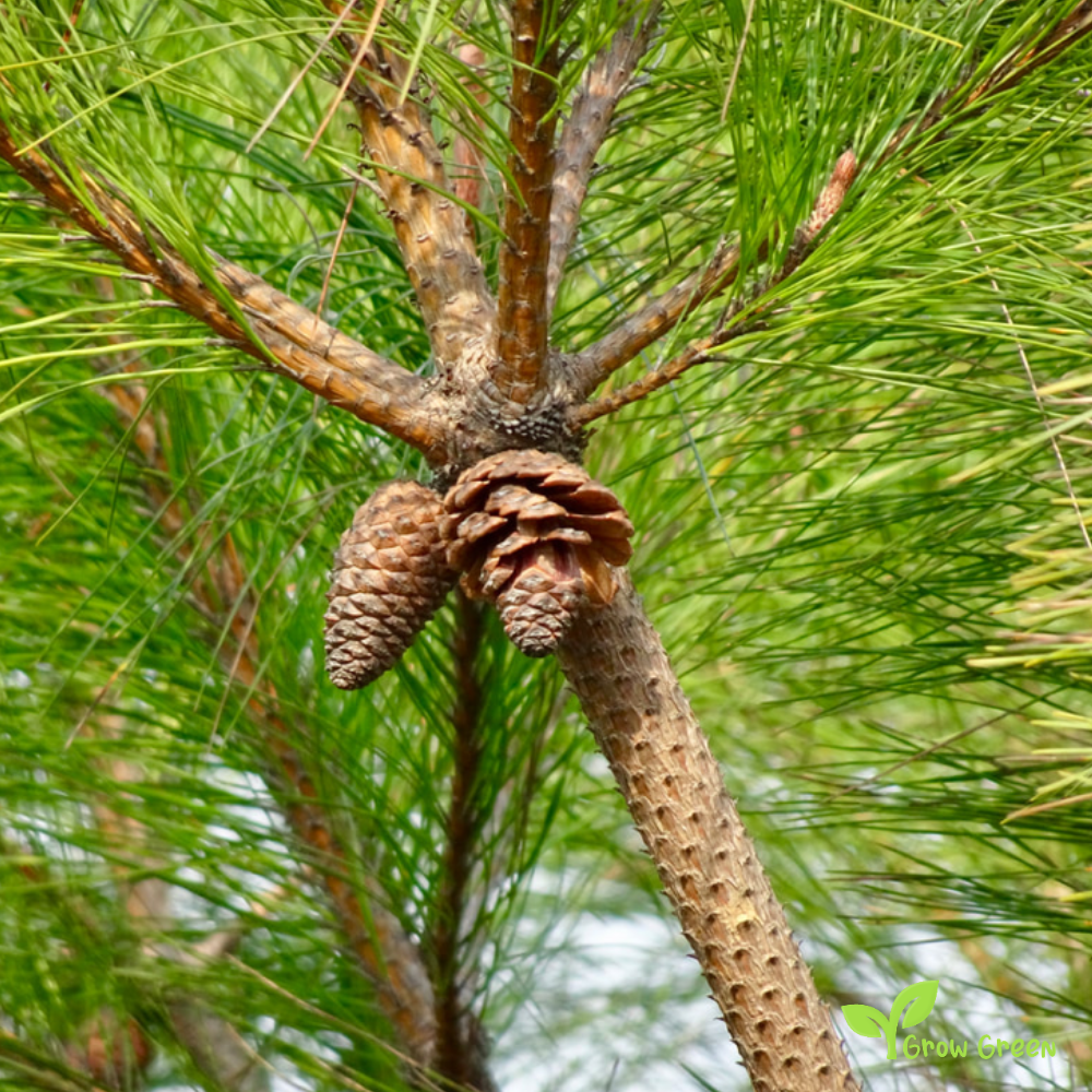 5 seeds of Chinese Red Pine - PINUS TABULIFORMIS - Manchurian + Gift 5 seeds Sunflower