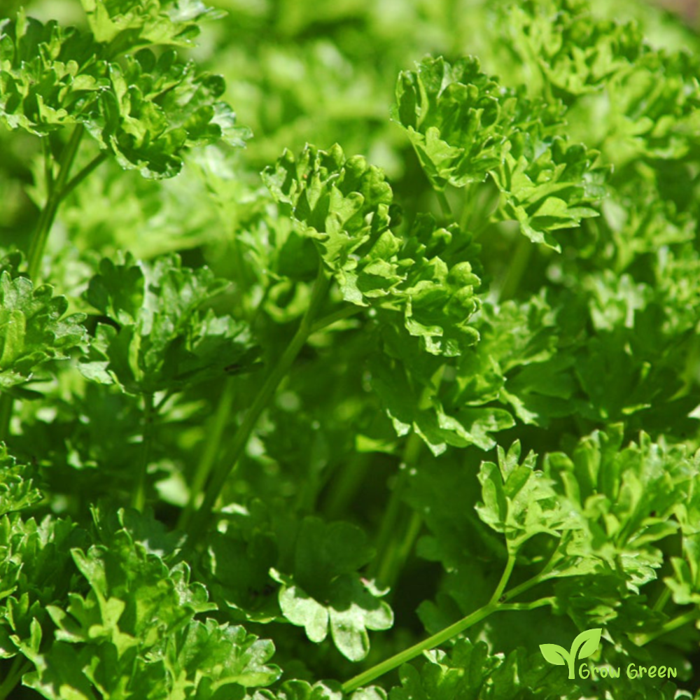 30 seeds of Curled Parsley - PETROSELINUM CRISPUM - CURLY + Gift 5 seeds Sunflower