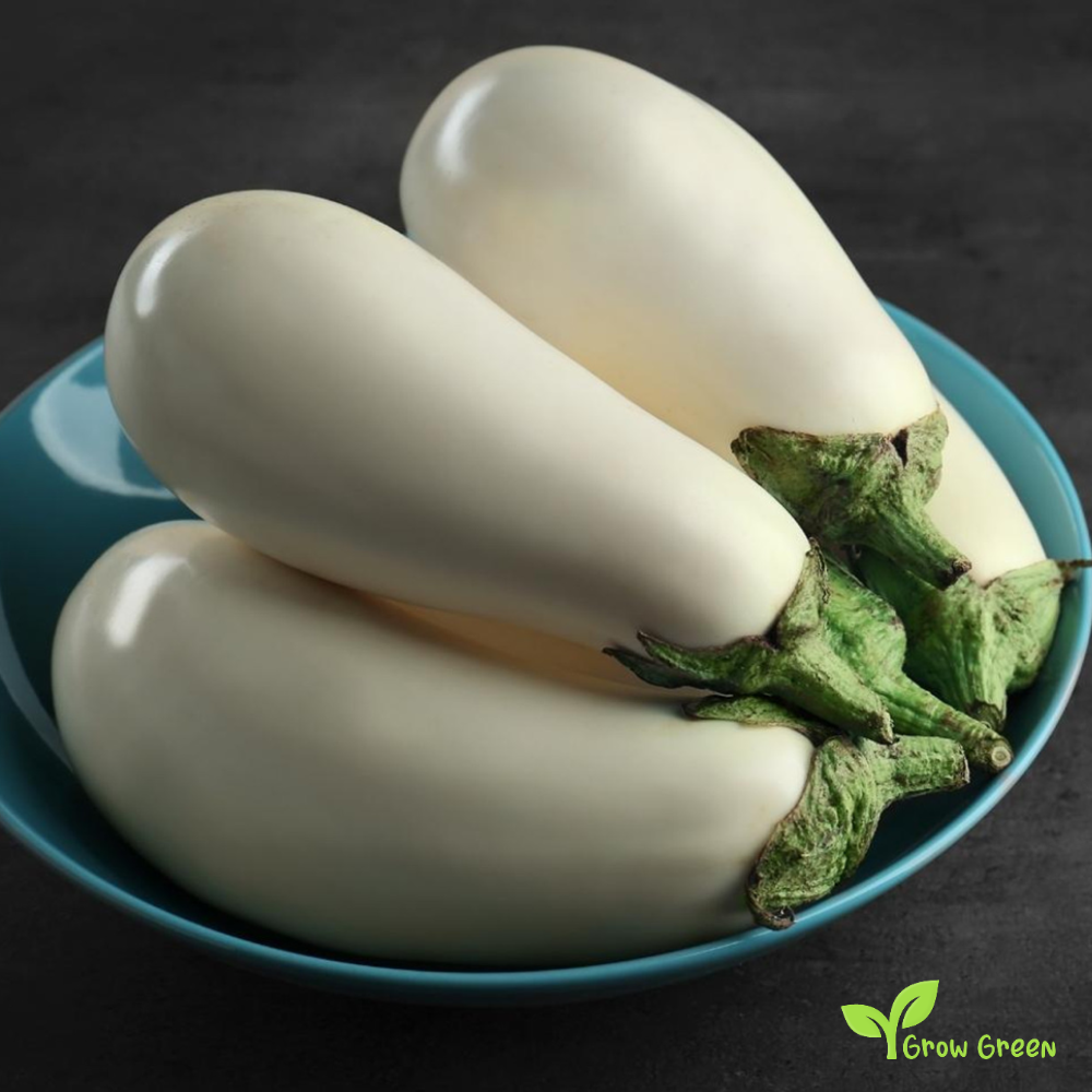 30 seeds of White Aubergine - SOLANUM MELONGENA Eggplant + Gift 5 seeds Sunflower