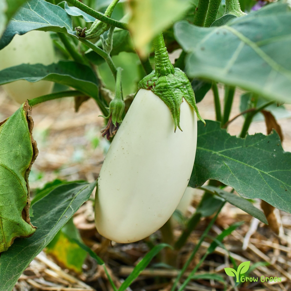 30 seeds of White Aubergine - SOLANUM MELONGENA Eggplant + Gift 5 seeds Sunflower