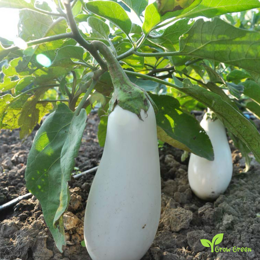 30 seeds of White Aubergine - SOLANUM MELONGENA Eggplant + Gift 5 seeds Sunflower