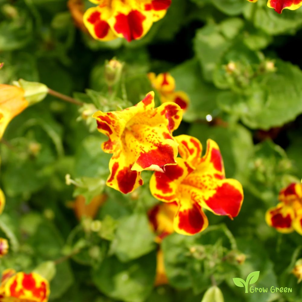 40 seeds of MIMULUS TIGRINUS + Gift 5 seeds Sunflower