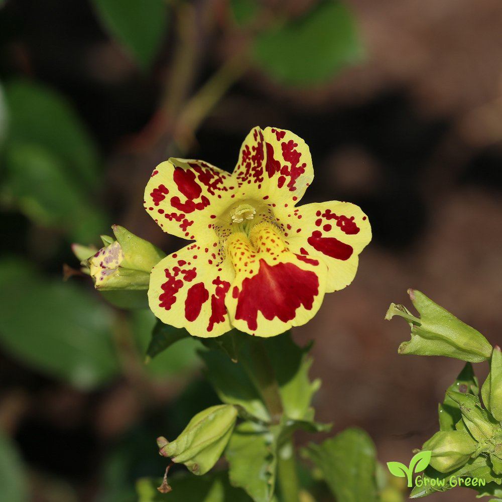 40 seeds of MIMULUS TIGRINUS + Gift 5 seeds Sunflower