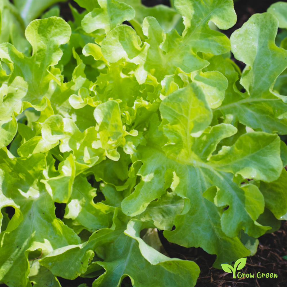 50 seeds of Lettuce Oakleaf - LACTUCA SATIVA - Ashbrook Salad + Gift 5 seeds Sunflower