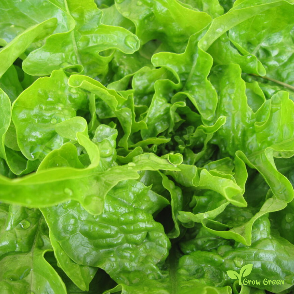 50 seeds of Lettuce Oakleaf - LACTUCA SATIVA - Ashbrook Salad + Gift 5 seeds Sunflower