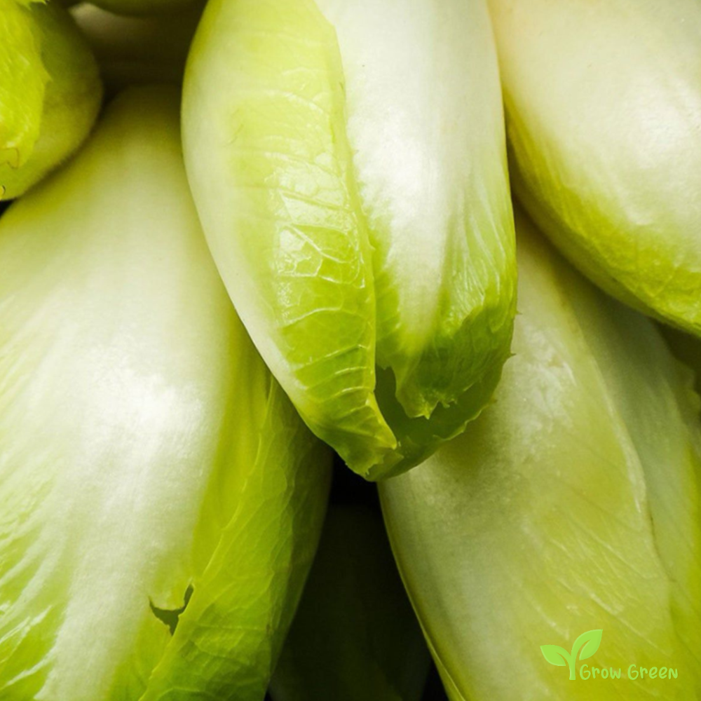 50 seeds of Belgian Endive - CICHORIUM INTYBUS - Chicory + Gift 5 seeds Sunflower
