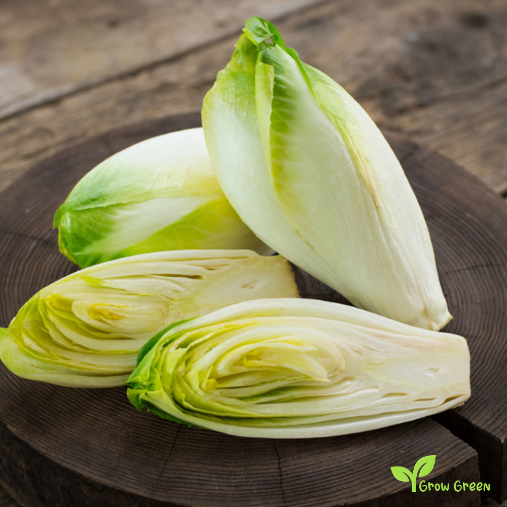 50 seeds of Belgian Endive - CICHORIUM INTYBUS - Chicory + Gift 5 seeds Sunflower