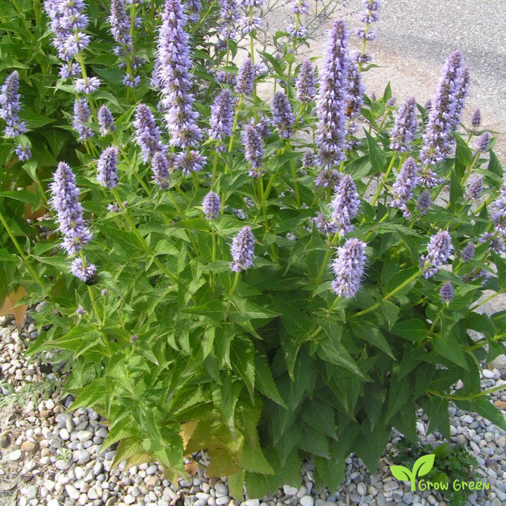 30 seeds of Korean Mint - AGASTACHE RUGOSA - Hyssop Korean + Gift 5 seeds Sunflower
