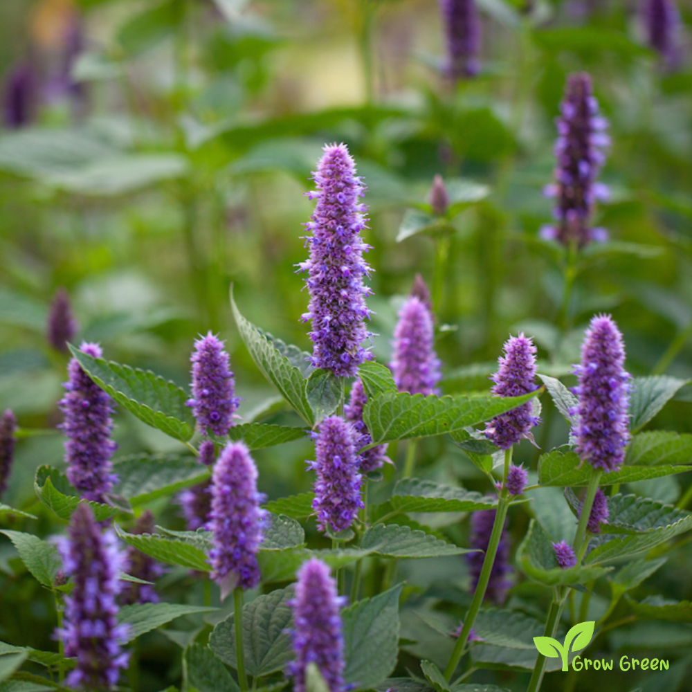 30 seeds of Korean Mint - AGASTACHE RUGOSA - Hyssop Korean + Gift 5 seeds Sunflower