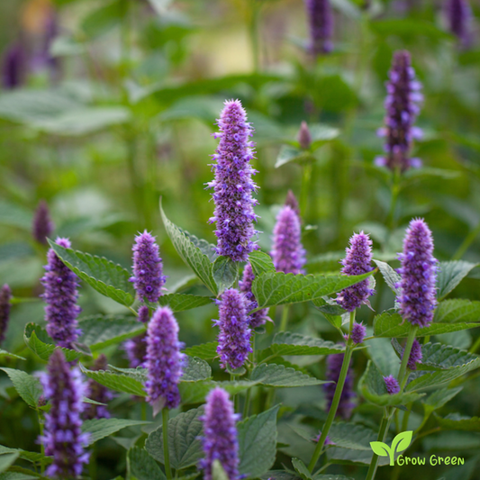 30 seeds of Korean Mint - AGASTACHE RUGOSA - Hyssop Korean + Gift 5 seeds Sunflower