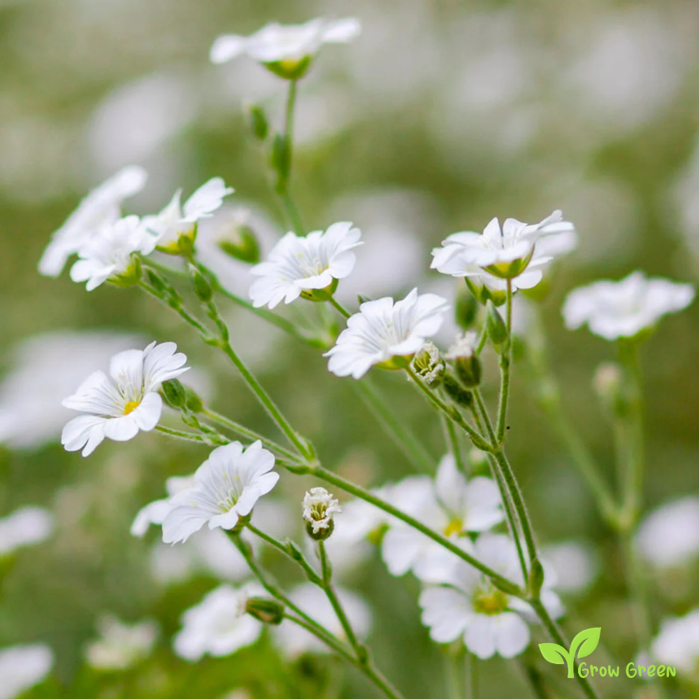 20 seeds of Showy Baby's Breath - GYPSOPHILA ELEGANS + Gift 5 seeds Sunflower