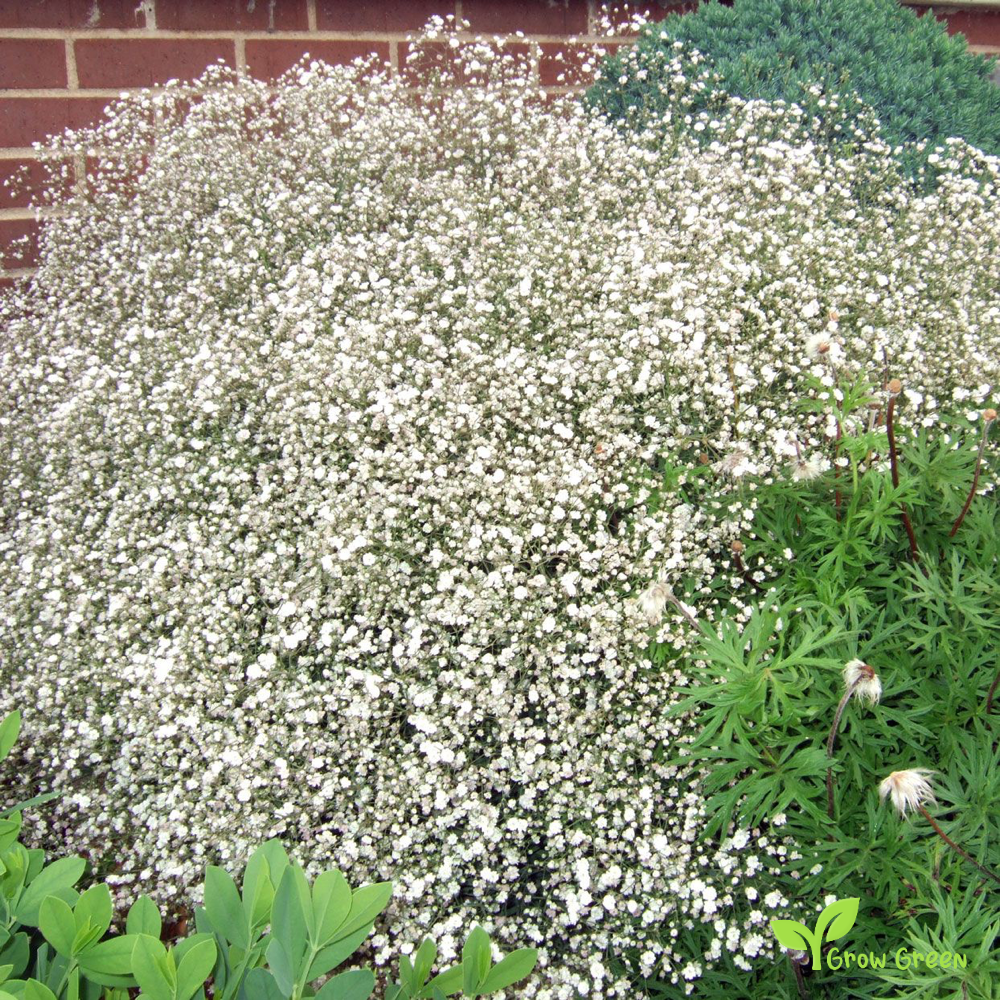 20 seeds of Showy Baby's Breath - GYPSOPHILA ELEGANS + Gift 5 seeds Sunflower