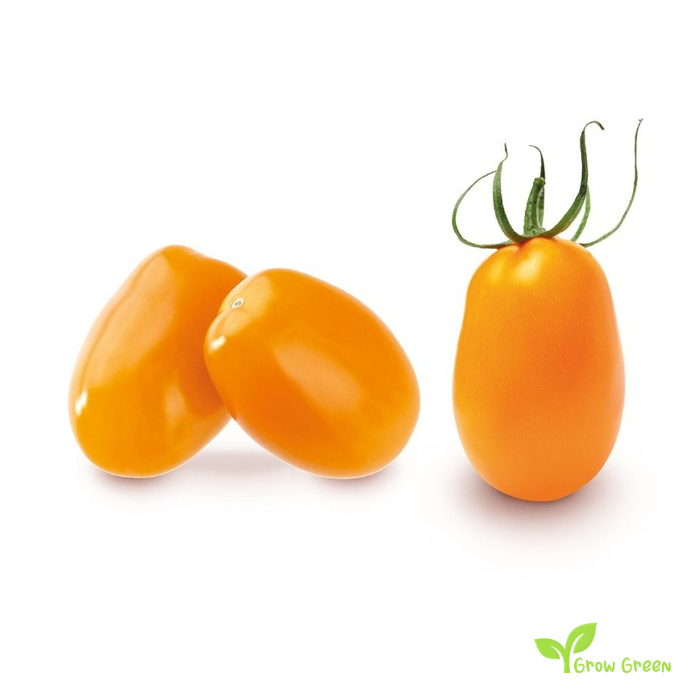 10 seeds Orange Cherry Plum Tomato - SOLANUM LYCOPERSICUM + Gift 5 seeds Sunflower