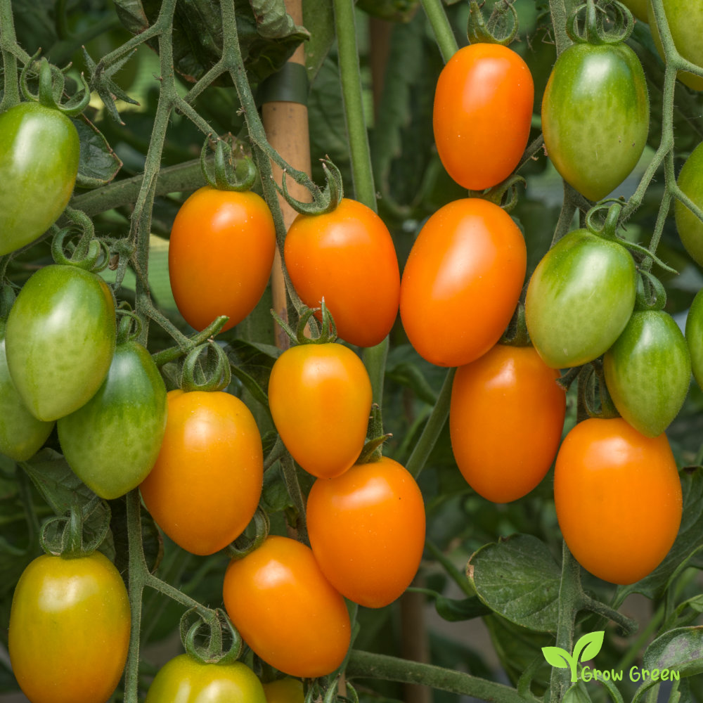 10 seeds Orange Cherry Plum Tomato - SOLANUM LYCOPERSICUM + Gift 5 seeds Sunflower