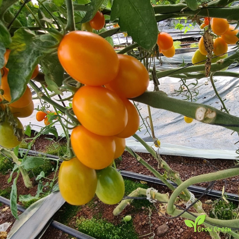 10 seeds Orange Cherry Plum Tomato - SOLANUM LYCOPERSICUM + Gift 5 seeds Sunflower