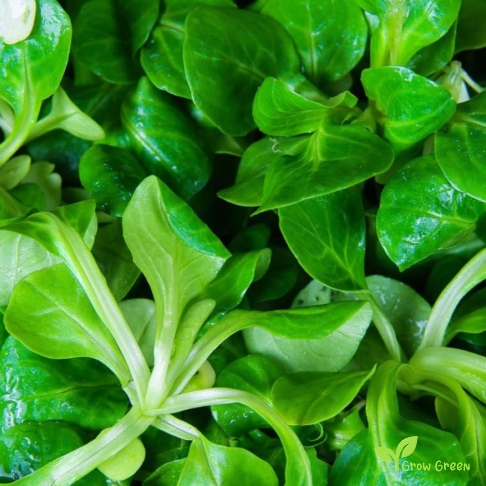 30 seeds of Lamb's Lettuce - VALERIANELLA LOCUSTA - Corn Salad + Gift 5 seeds Sunflower