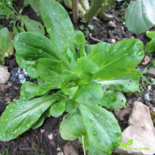 30 seeds of Lamb's Lettuce - VALERIANELLA LOCUSTA - Corn Salad + Gift 5 seeds Sunflower