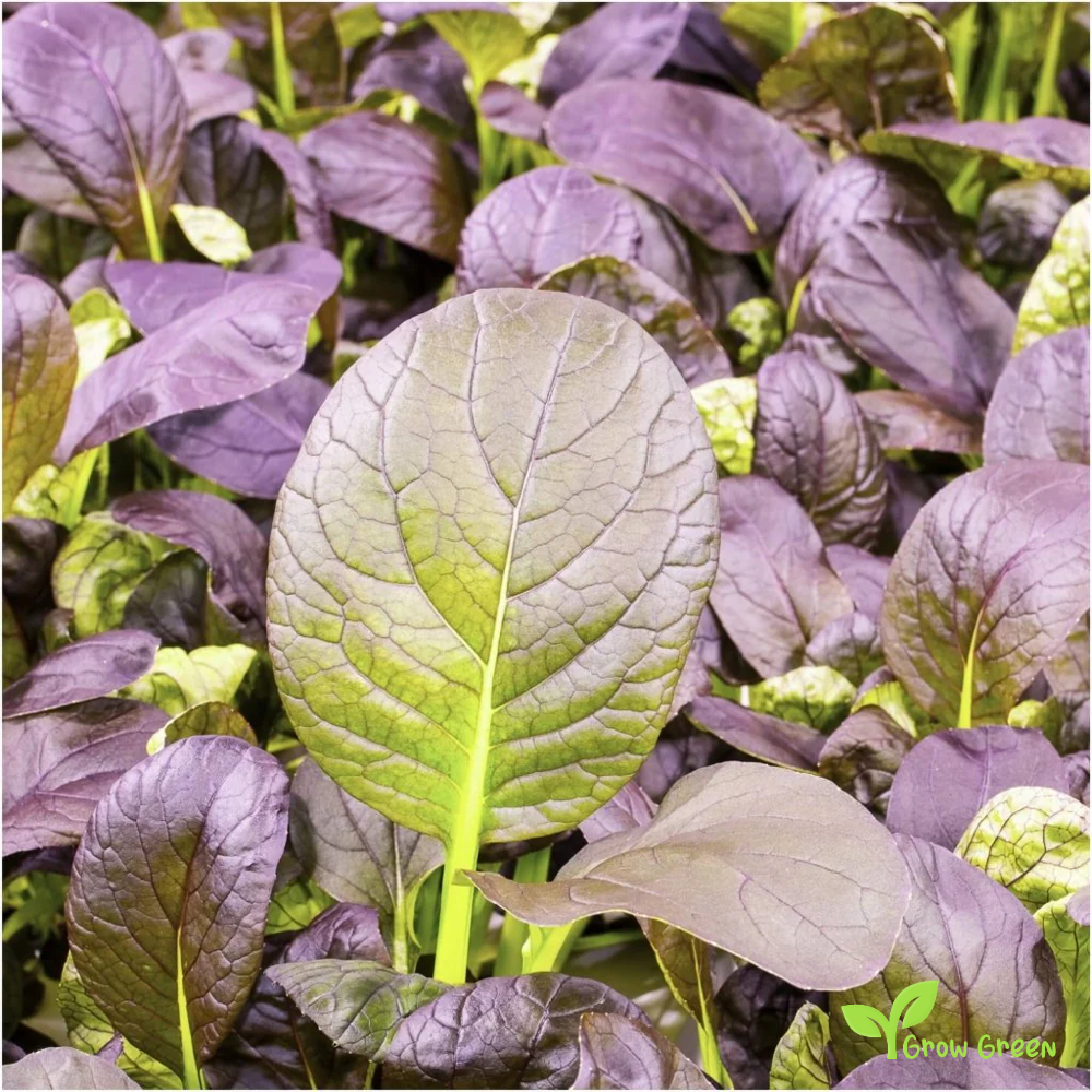 30 seeds of Komatsuna Red - BRASSICA RAPA Japanese Mustard Spinach + Gift 5 seeds Sunflower