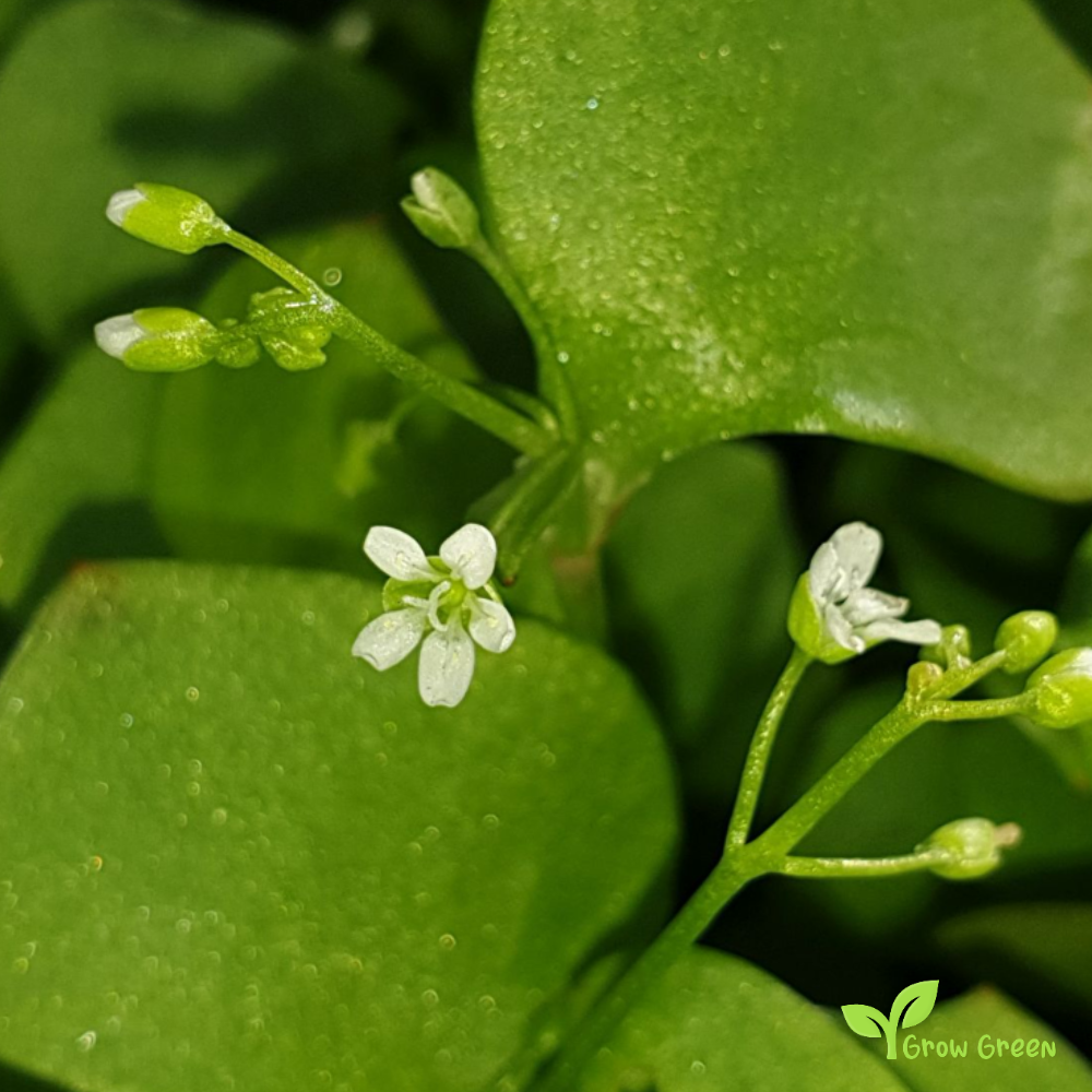 40 seeds of Miner's Lettuce - CLAYTONIA PERFOLIATA Spring Beauty + Gift 5 seeds Sunflower