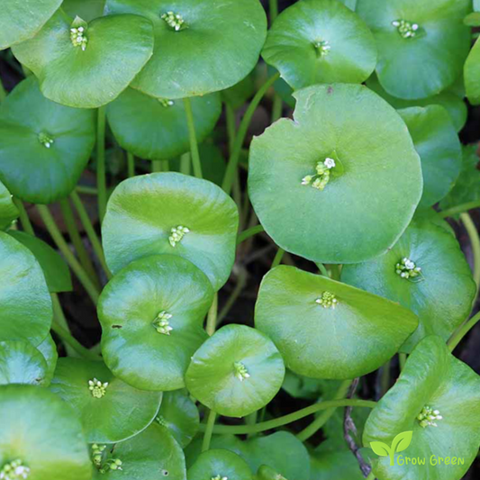 40 seeds of Miner's Lettuce - CLAYTONIA PERFOLIATA Spring Beauty + Gift 5 seeds Sunflower