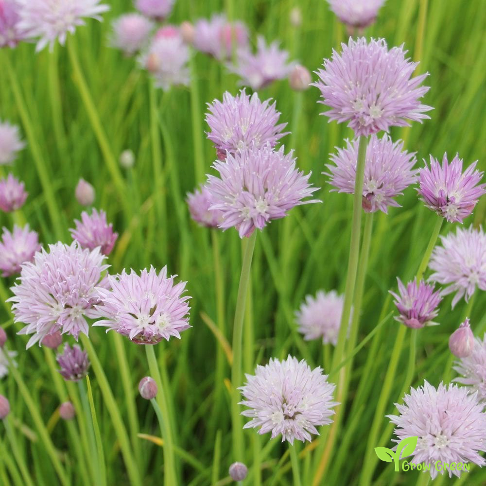 100 seeds of Chives - ALLIUM SCHOENOPRASUM + Gift 5 seeds Sunflower