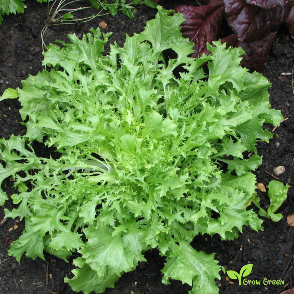 50 seeds of Curly Endive - CICHORIUM ENDIVIA - Chicory + Gift 5 seeds Sunflower