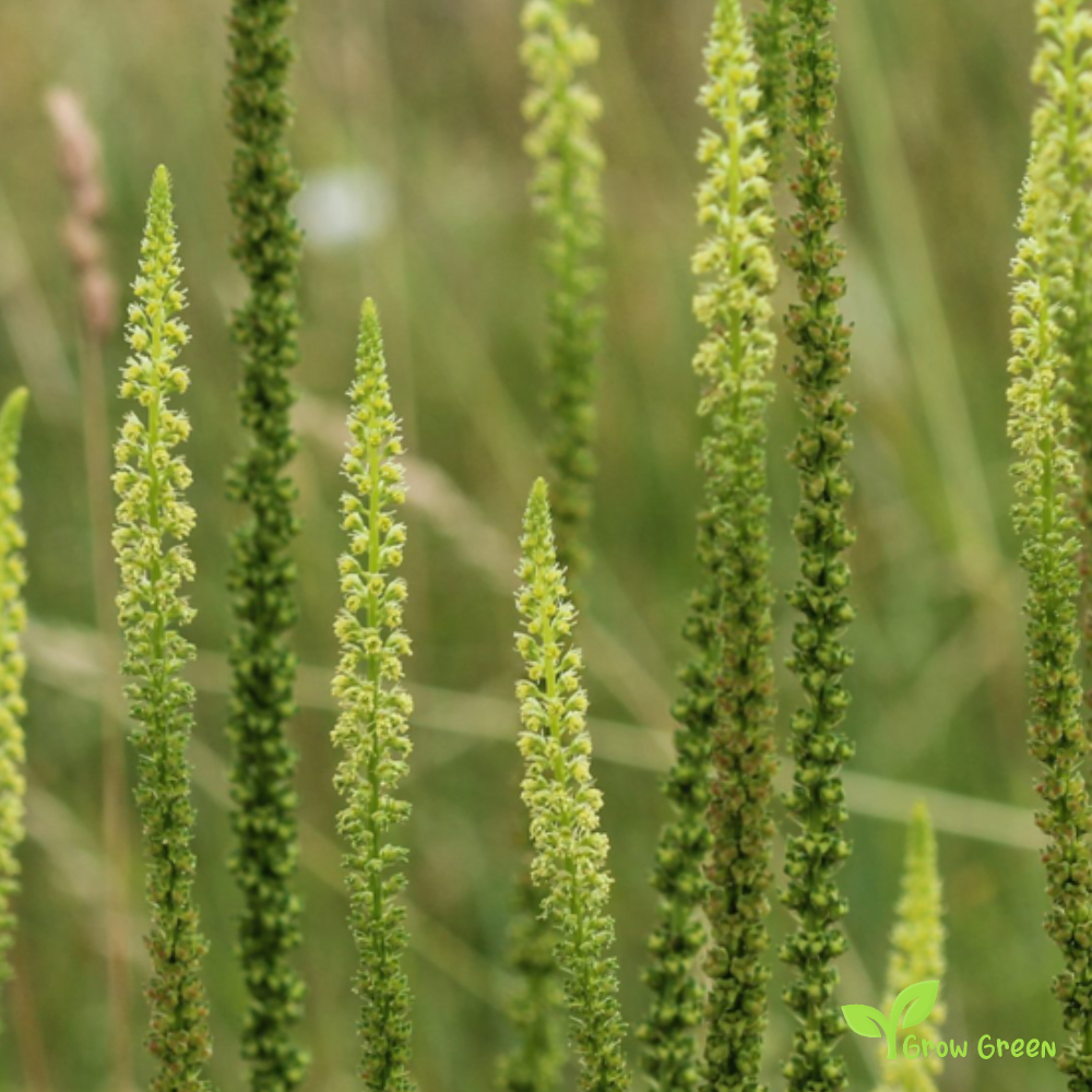 20 seeds of Dyer's Rocket - RESEDA LUTEOLA - Dyer's Weed + Gift 5 seeds Sunflower