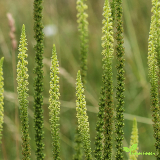 20 seeds of Dyer's Rocket - RESEDA LUTEOLA - Dyer's Weed + Gift 5 seeds Sunflower