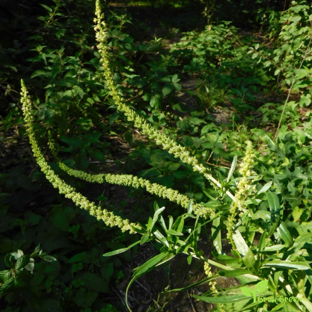 20 seeds of Dyer's Rocket - RESEDA LUTEOLA - Dyer's Weed + Gift 5 seeds Sunflower