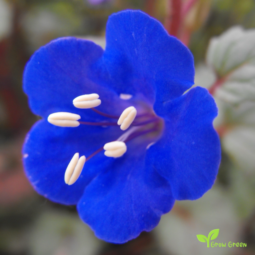 30 seeds of Desert Bells - PHACELIA CAMPANULARIA - Scorpionweed + Gift 5 seeds Sunflower