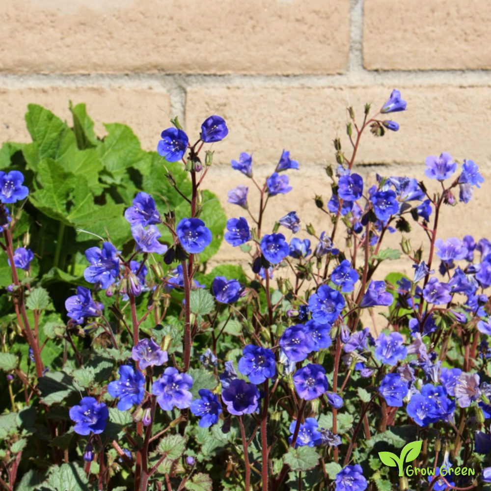 30 seeds of Desert Bells - PHACELIA CAMPANULARIA - Scorpionweed + Gift 5 seeds Sunflower