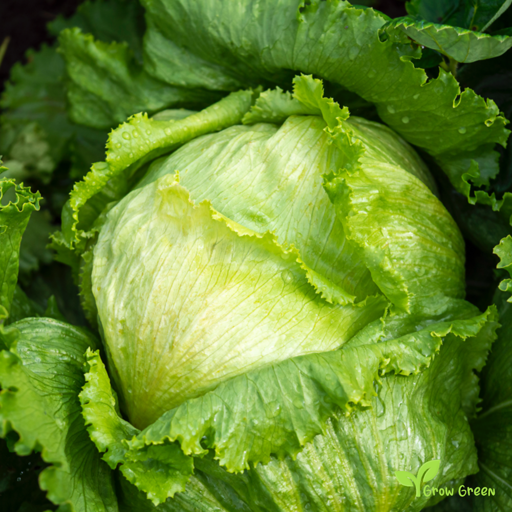 50 seeds of Lettuce Great Lakes - LACTUCA SATIVA - Salad + Gift 5 seeds Sunflower