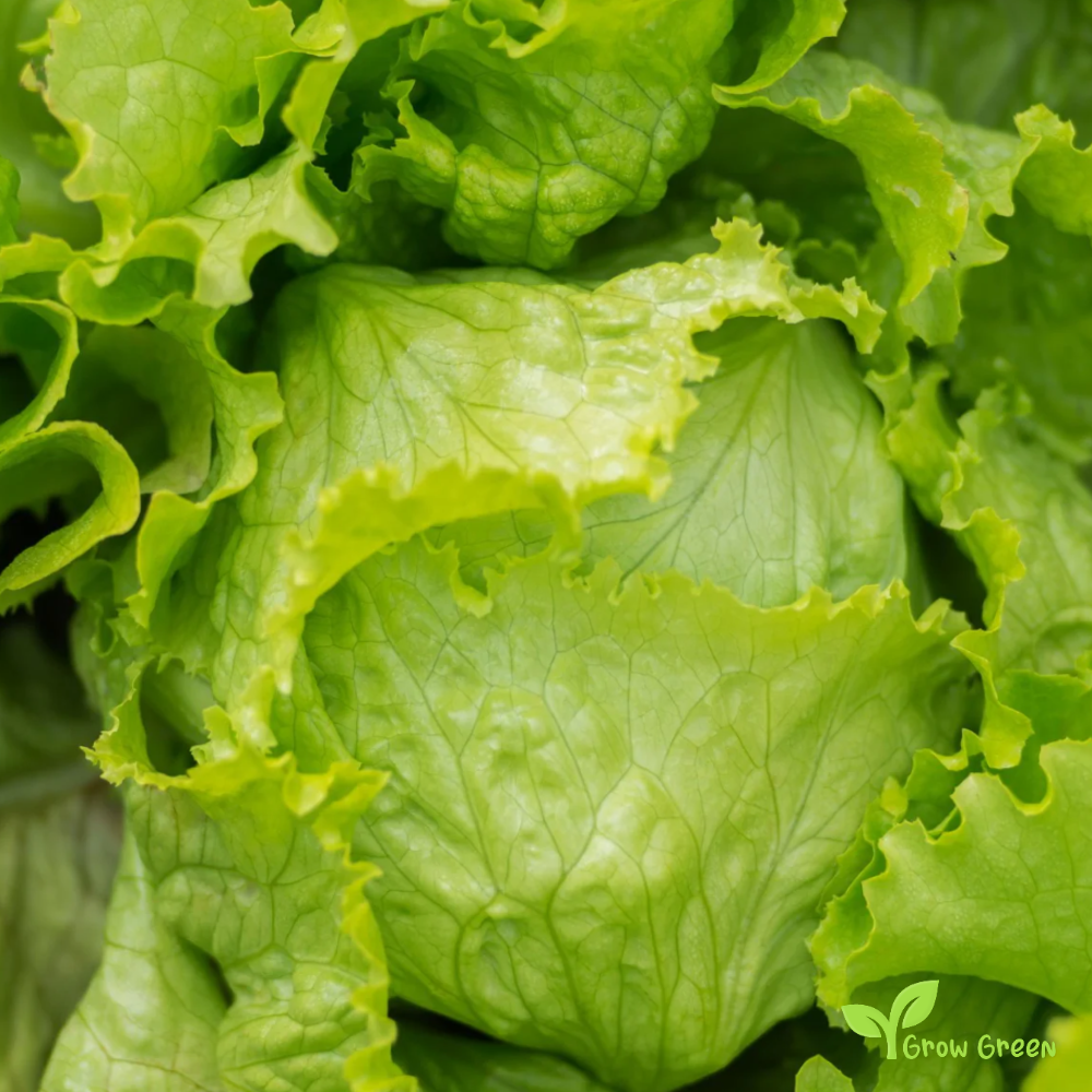 50 seeds of Lettuce Great Lakes - LACTUCA SATIVA - Salad + Gift 5 seeds Sunflower